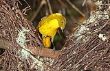 Golden Bowerbird